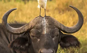 44 Of The Funniest Entries From The 2016 Comedy Wildlife Photography Awards