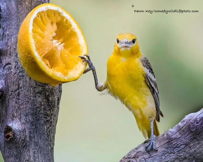 44 Of The Funniest Entries From The 2016 Comedy Wildlife Photography Awards