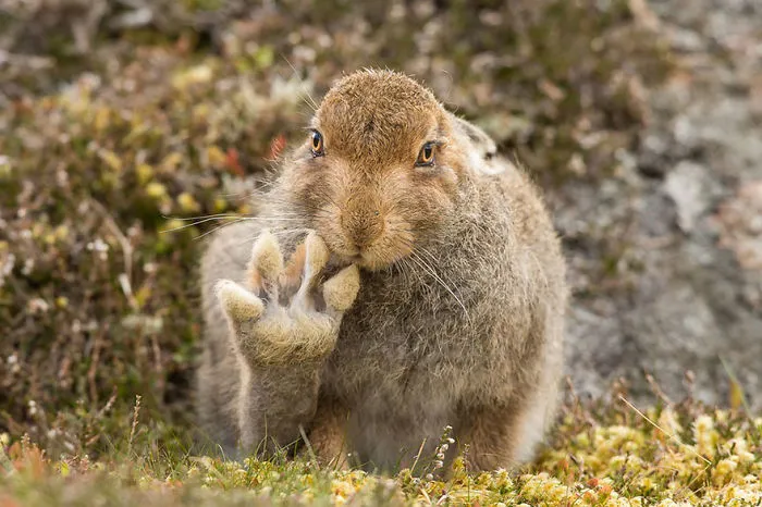 Comedy Wildlife Photography Awards 2016 Finalists