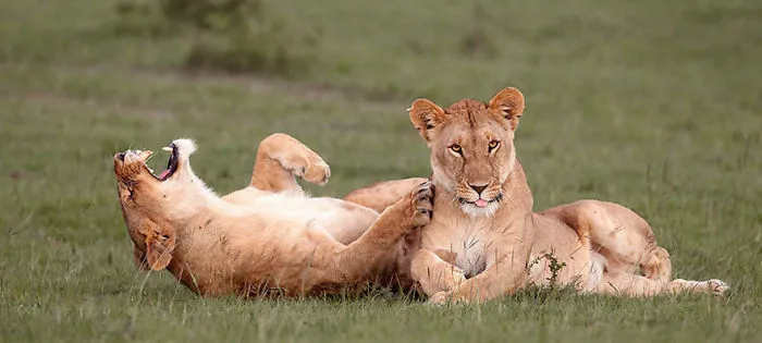 Comedy Wildlife Photography Awards 2016 Finalists
