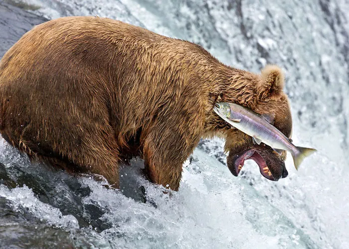 Comedy Wildlife Photography Awards 2016 Finalists