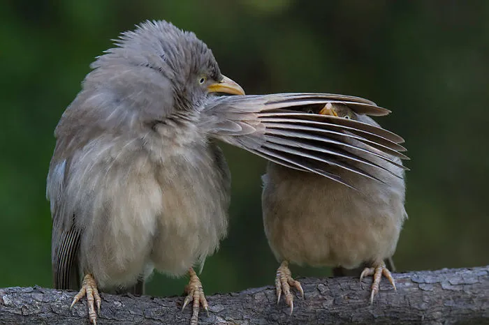 Comedy Wildlife Photography Awards 2016 Finalists