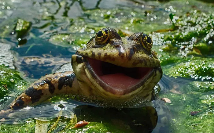 Comedy Wildlife Photography Awards 2016 Finalists