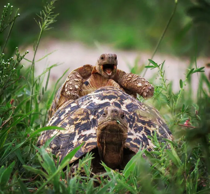 Comedy Wildlife Photography Awards 2016 Finalists