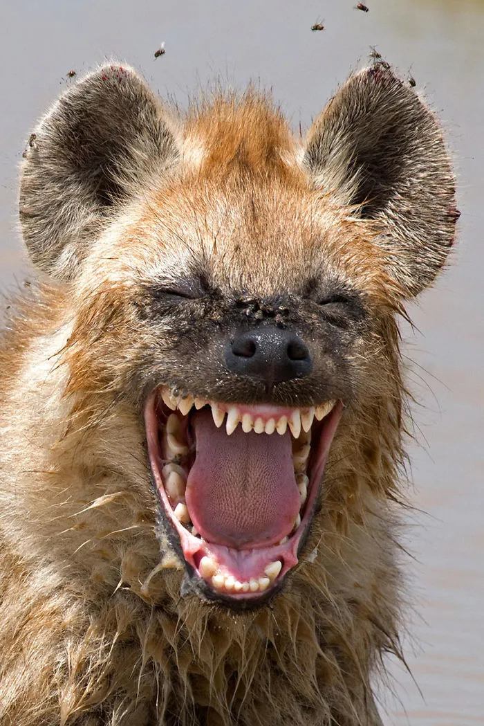Comedy Wildlife Photography Awards 2016 Finalists