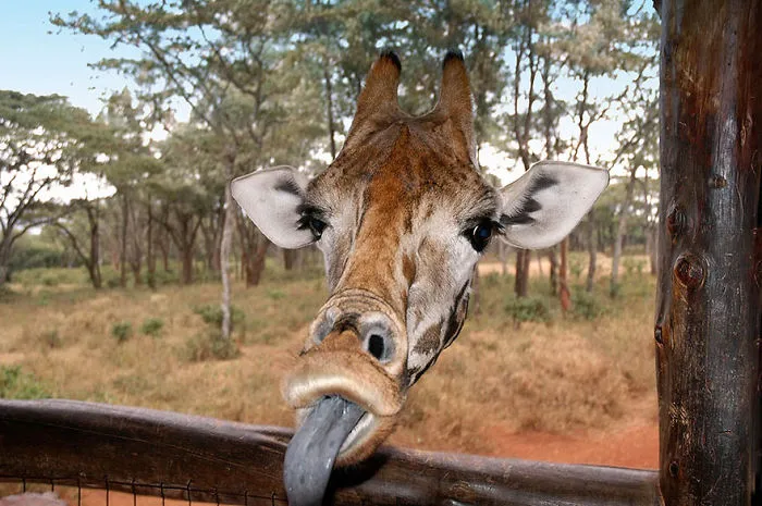 Comedy Wildlife Photography Awards 2016 Finalists