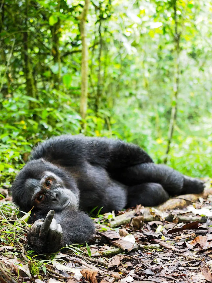 Comedy Wildlife Photography Awards 2016 Finalists
