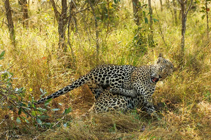 Comedy Wildlife Photography Awards 2016 Finalists
