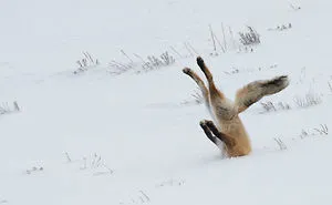 Comedy Wildlife Photography Awards 2016 Finalists