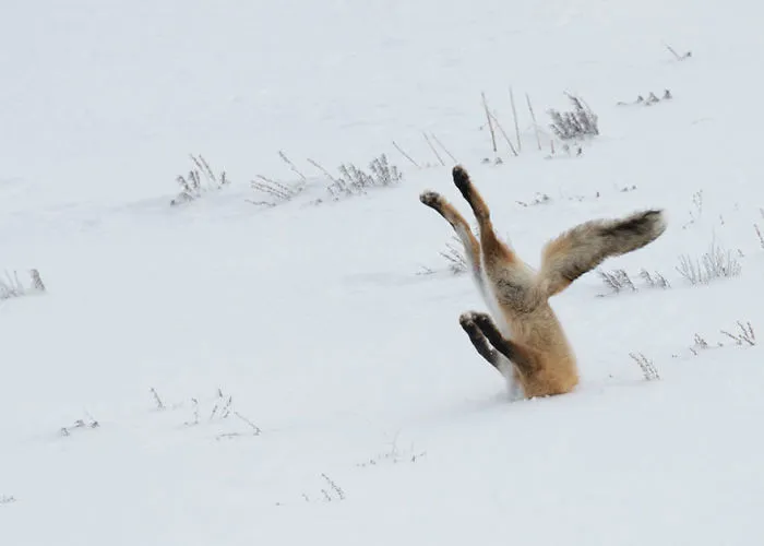 Comedy Wildlife Photography Awards 2016 Finalists