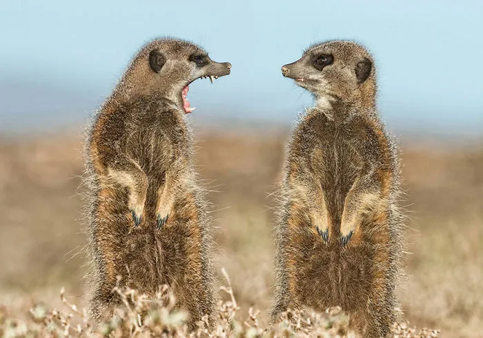 Comedy Wildlife Photography Awards 2016 Finalists