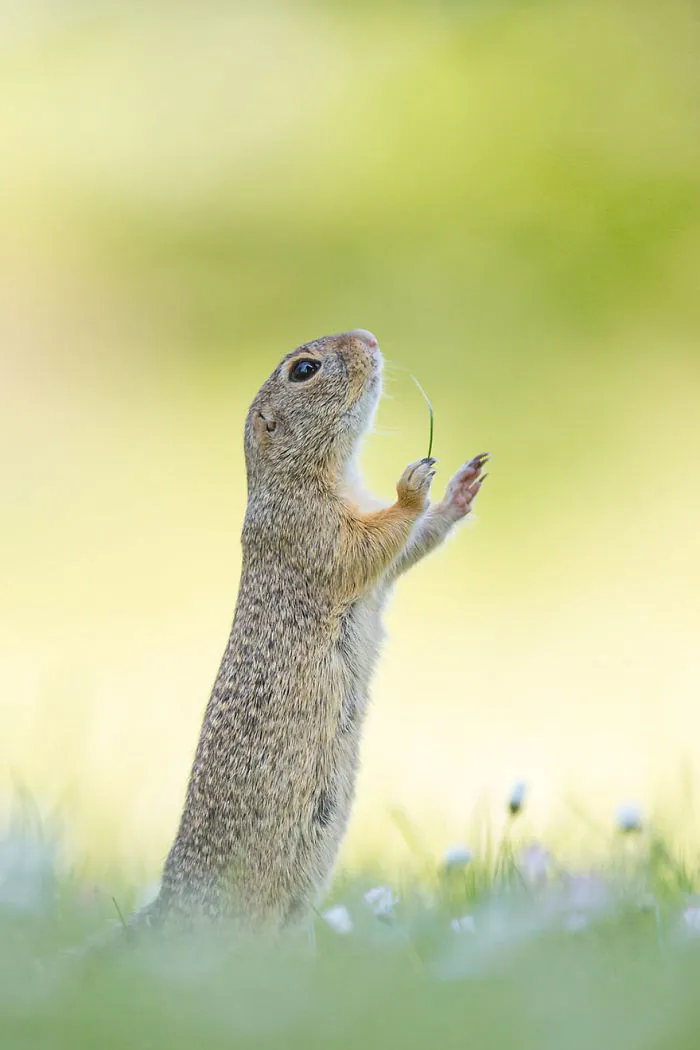 Comedy Wildlife Photography Awards 2016 Finalists