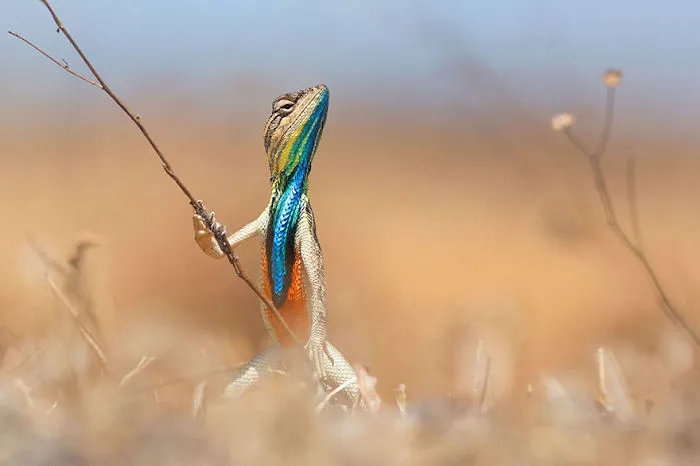 Comedy Wildlife Photography Awards 2016 Finalists