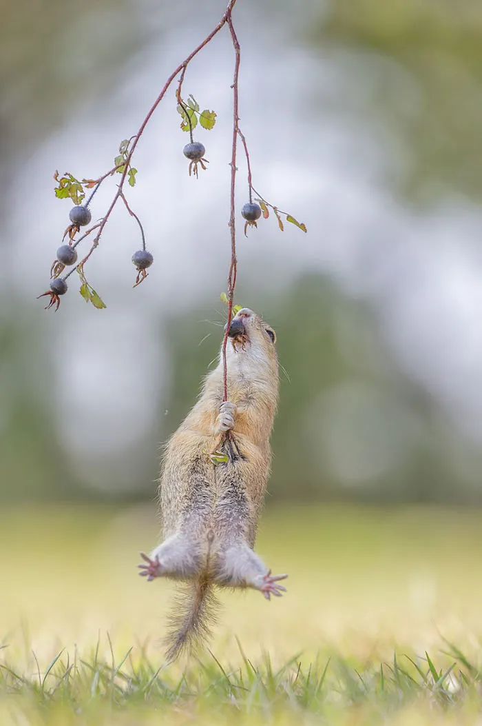 Comedy Wildlife Photography Awards 2016 Finalists
