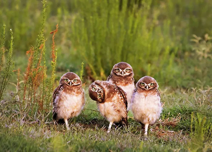Comedy Wildlife Photography Awards 2016 Finalists
