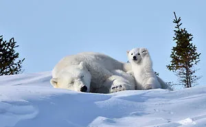 Comedy Wildlife Photography Awards 2016 Finalists