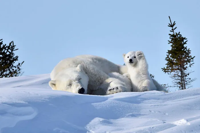 Comedy Wildlife Photography Awards 2016 Finalists