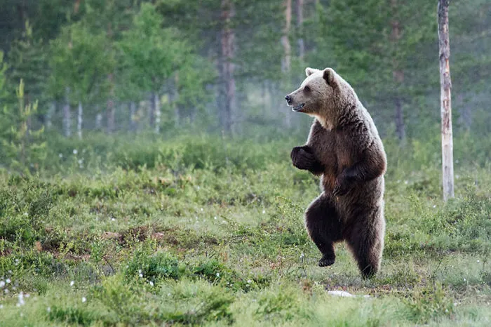 Comedy Wildlife Photography Awards 2016 Finalists