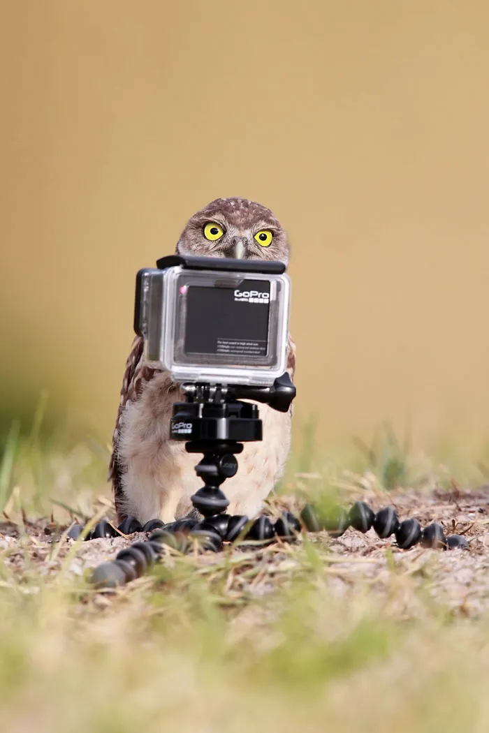 Comedy Wildlife Photography Awards 2016 Finalists