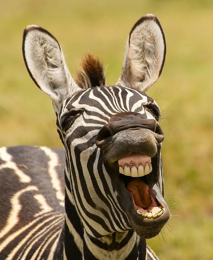 Comedy Wildlife Photography Awards 2016 Finalists