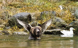 Comedy Wildlife Photography Awards 2016 Finalists