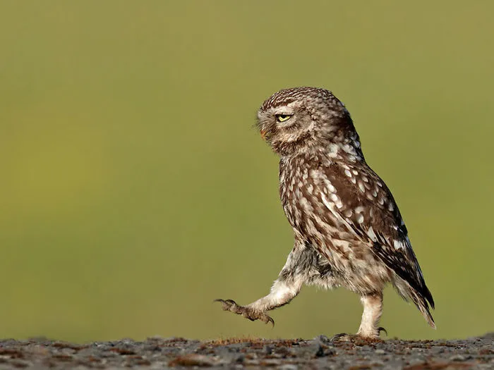 Comedy Wildlife Photography Awards 2016 Finalists