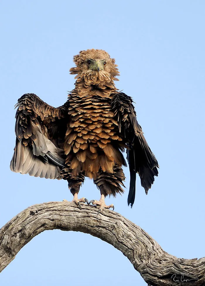 Comedy Wildlife Photography Awards 2016 Finalists