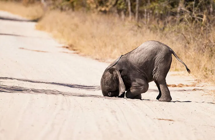 Comedy Wildlife Photography Awards 2016 Finalists