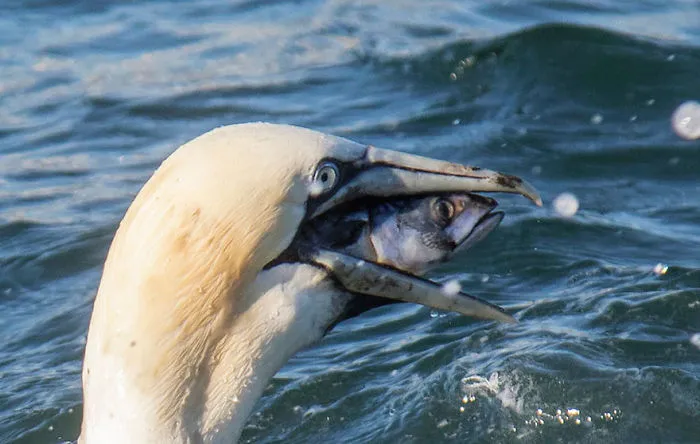 Comedy Wildlife Photography Awards 2016 Finalists