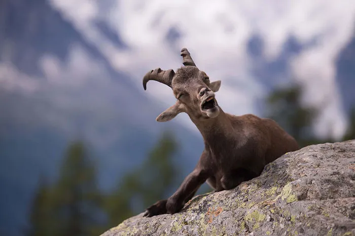 Comedy Wildlife Photography Awards 2016 Finalists