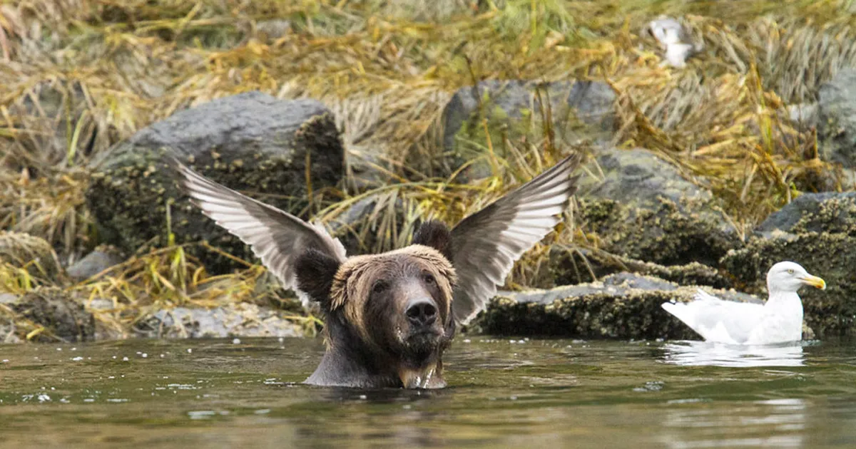 Los finalistas de los premios de fotografía Comedy Wildlife de 2016
