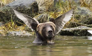 Los finalistas de los premios de fotografía Comedy Wildlife de 2016