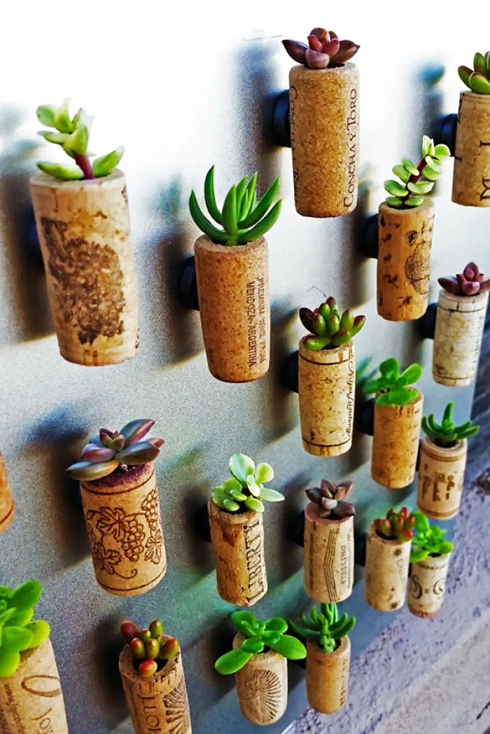 Corchos de vino para plantar suculentas