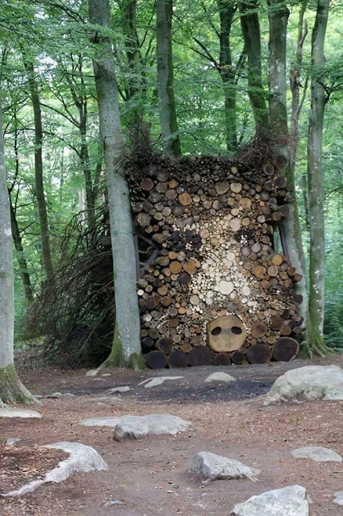 Forest Hog