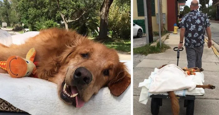 Dog Too Sick To Sit Is Given A Final Ride Around Town,  Makes A Miraculous Recovery
