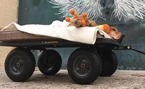 Dog Too Sick To Sit Is Given A Final Ride Around Town,  Makes A Miraculous Recovery