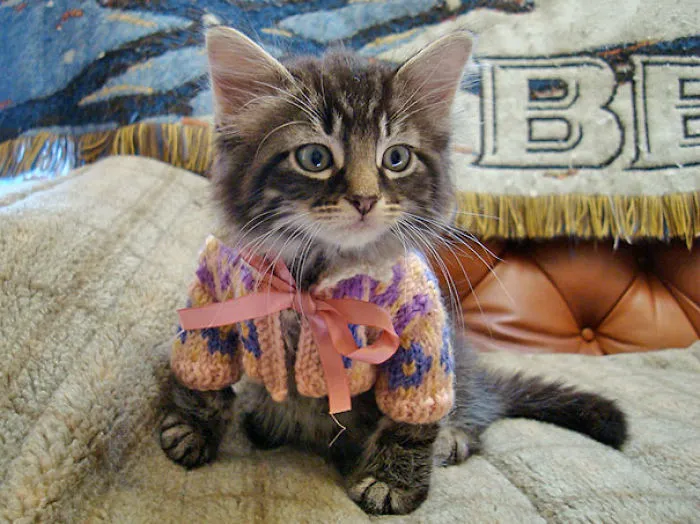 Mango With A Sweater