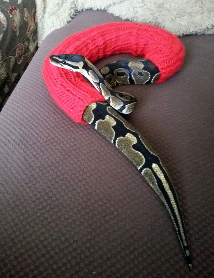 He Simply Crawls In It And Wears It Around