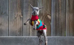 72 Tiny Animals In Tiny Sweaters That Will Make You Go Aww