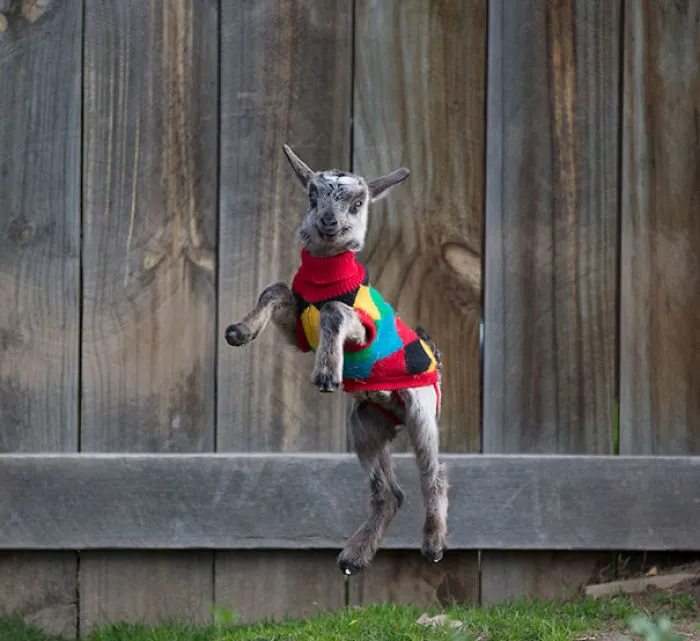 One Happy Goat