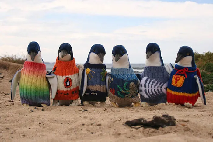 Australia’s Oldest Man Knits Tiny Sweaters For Injured Penguins