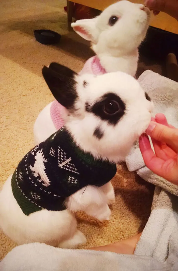 Sweater Buns