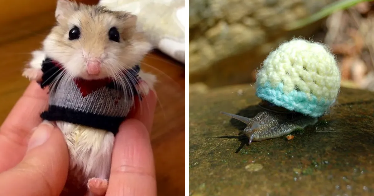 15 Animales diminutos con pequeños jerséis que te harán suspirar