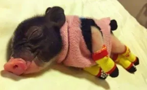 72 Tiny Animals In Tiny Sweaters That Will Make You Go Aww