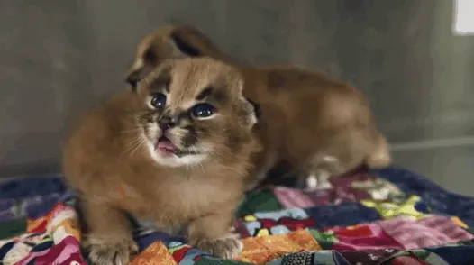 Is This The Cutest Cat Species Ever?