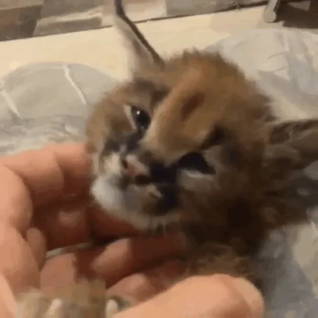 Is This The Cutest Cat Species Ever?