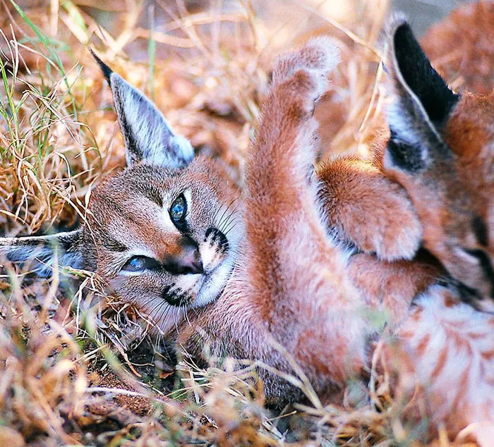 Is This The Cutest Cat Species Ever?