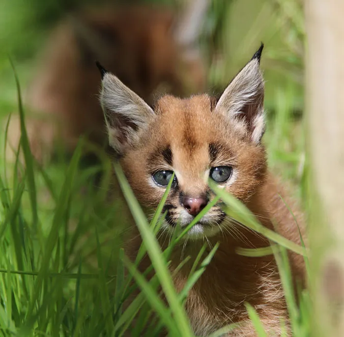 Is This The Cutest Cat Species Ever?