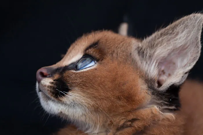 Is This The Cutest Cat Species Ever?