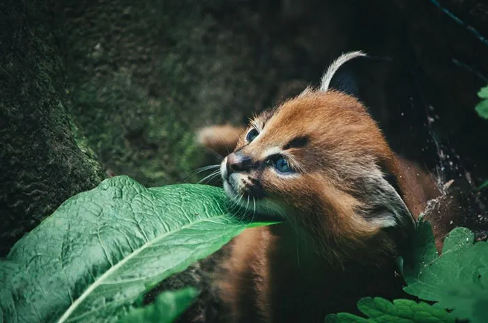Is This The Cutest Cat Species Ever?